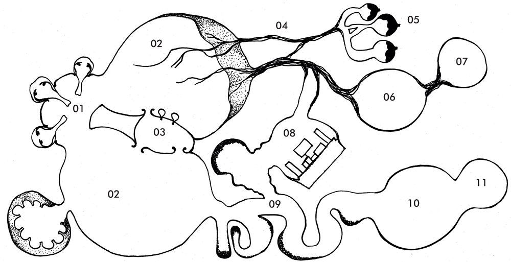 Anatomie d